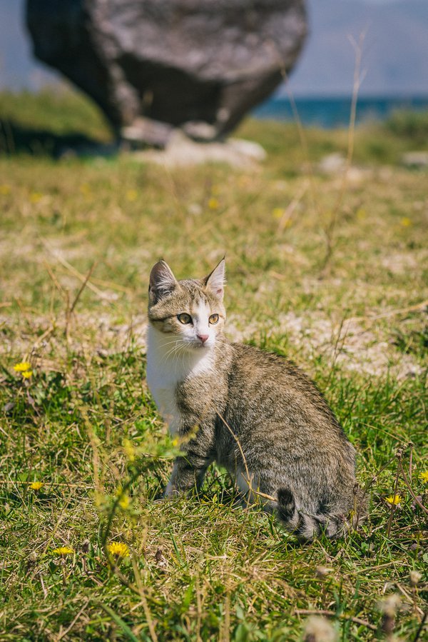Pet example