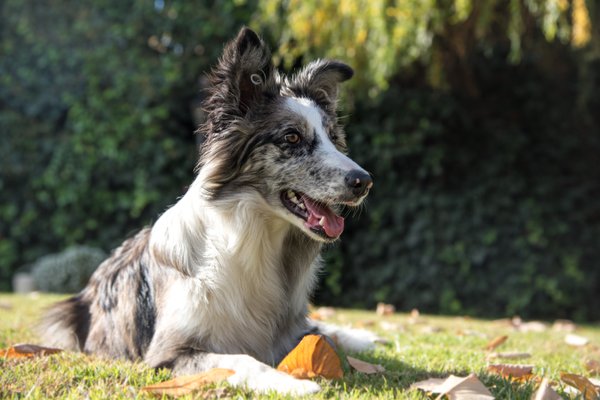 Pet example