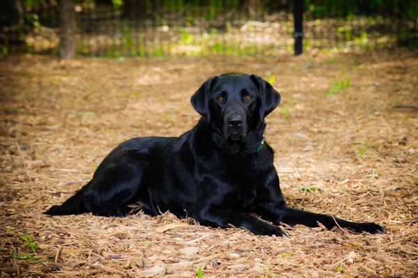 Pet example