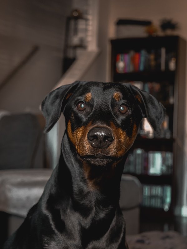 Pet example