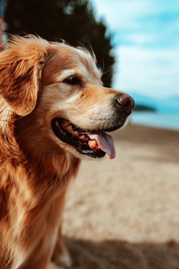 Pet example