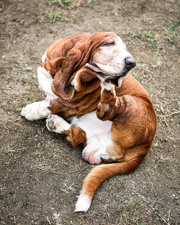 Pet example