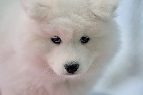 Pet example