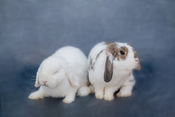 Pet example