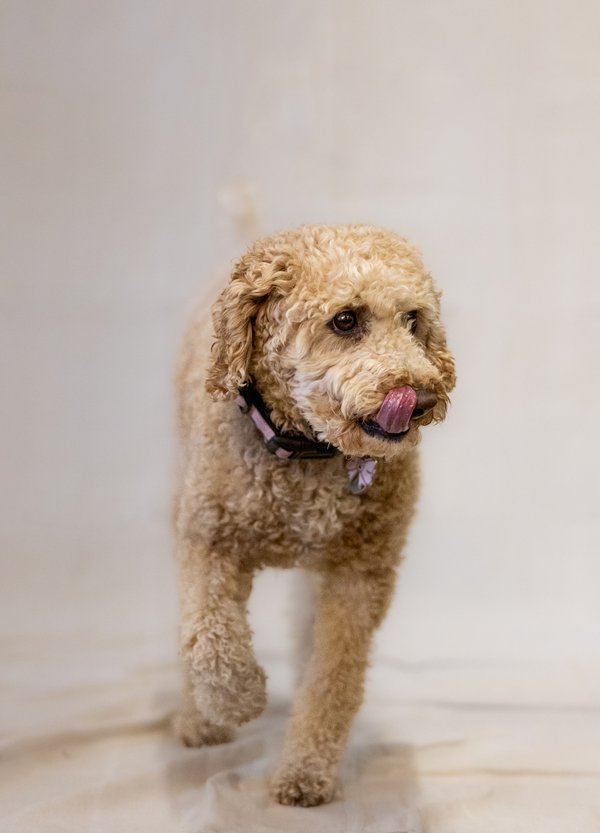 Pet example
