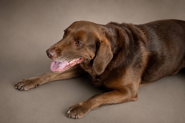 Pet example