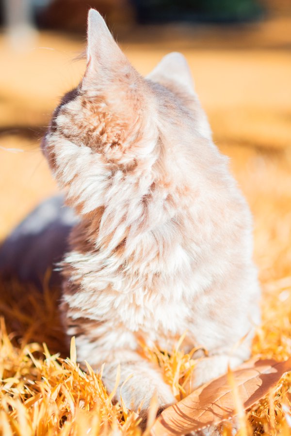 Pet example