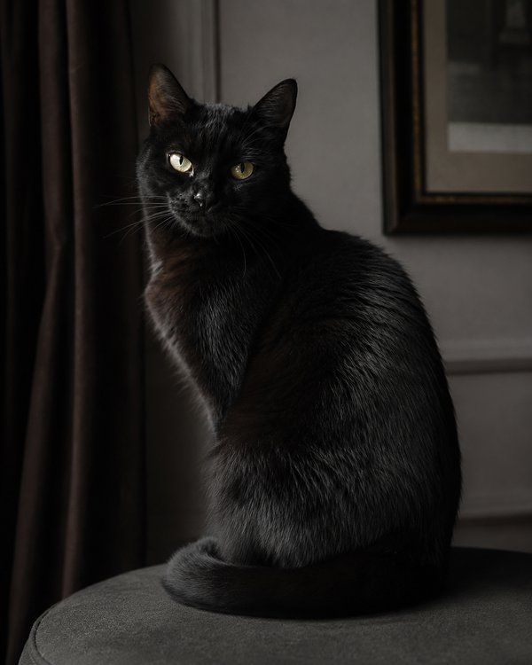 Pet example