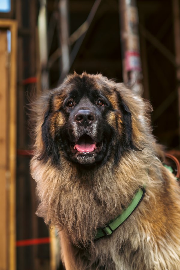 Pet example