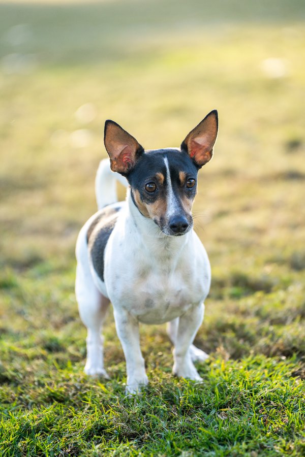 Pet example