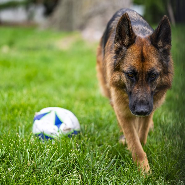 Pet example