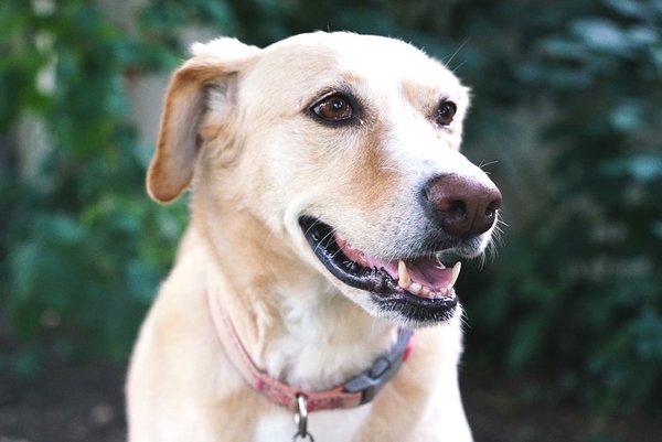 Pet example
