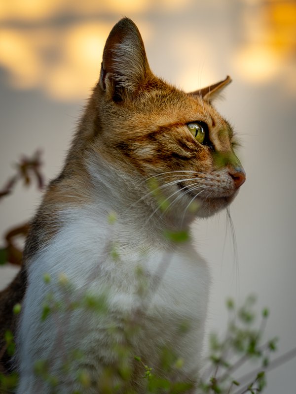 Pet example