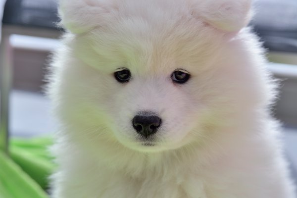 Pet example