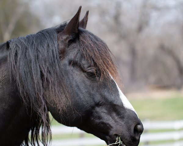 Pet example