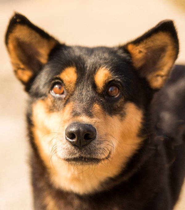 Pet example