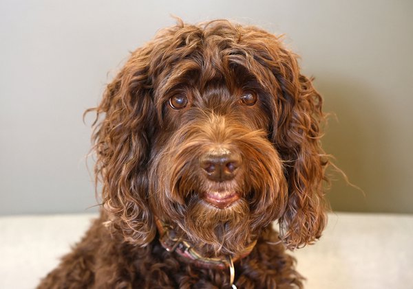 Pet example