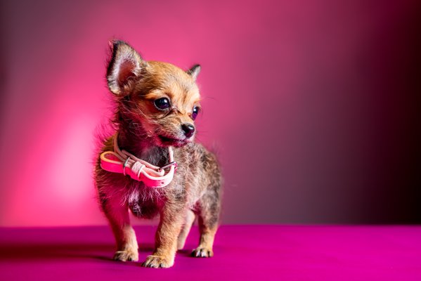 Pet example
