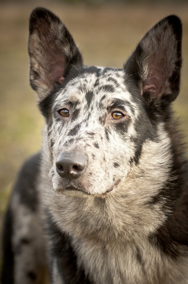 Pet example