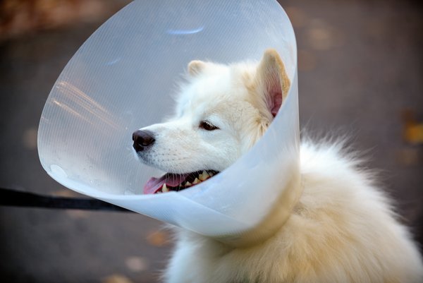 Pet example