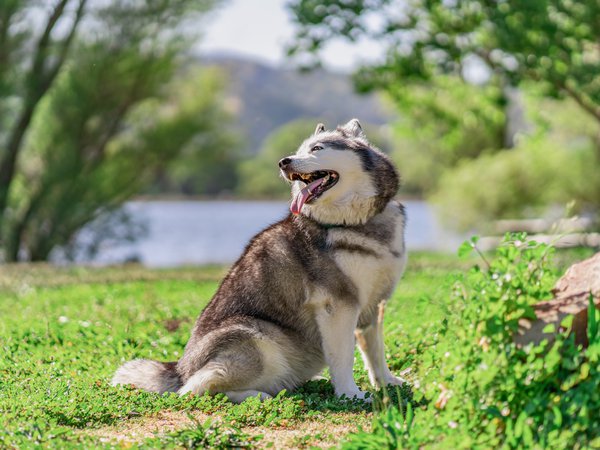 Pet example