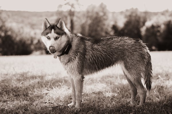 Pet example