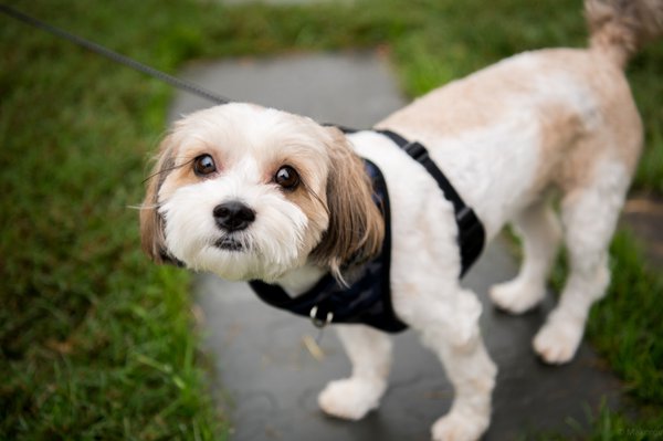 Pet example