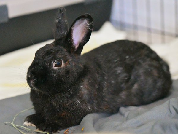 Pet example