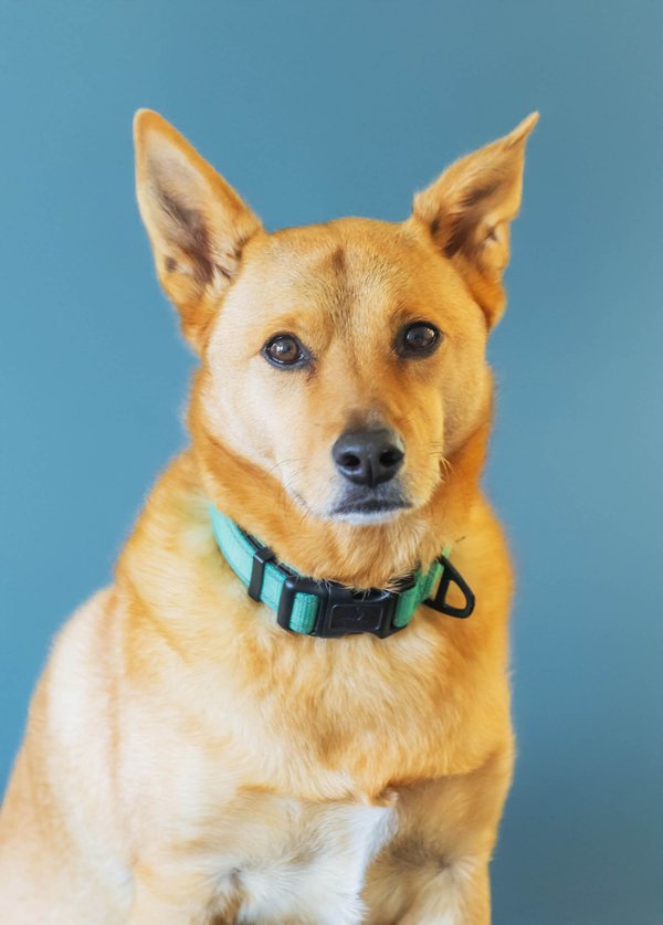 Pet example