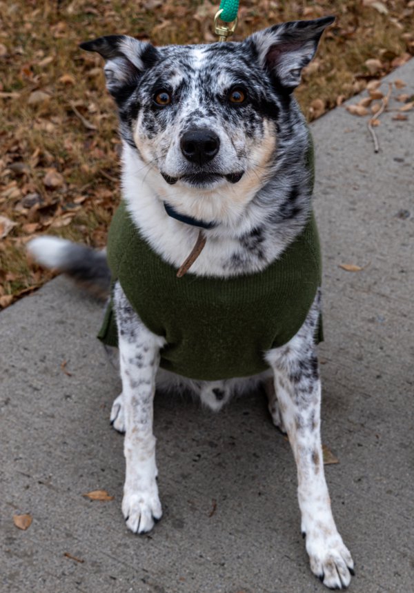 Pet example