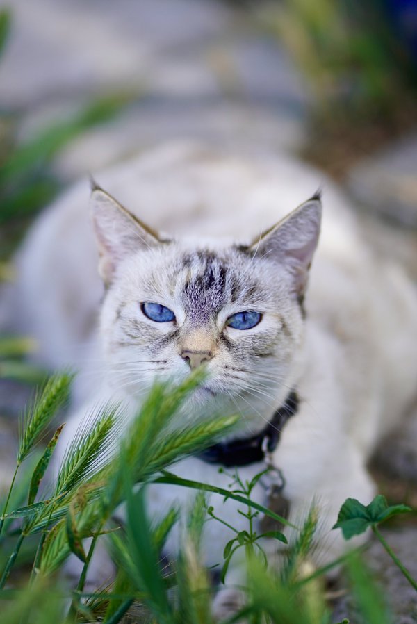 Pet example
