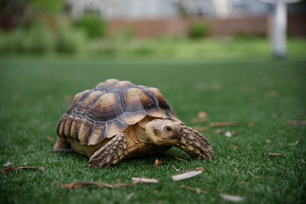Pet example