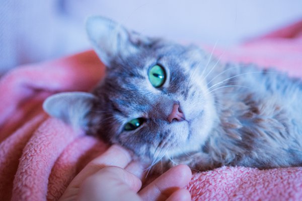 Pet example