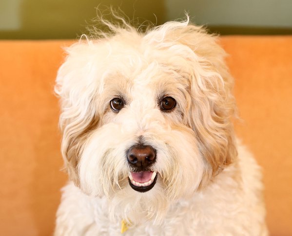 Pet example