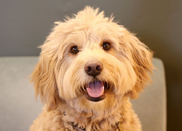 Pet example