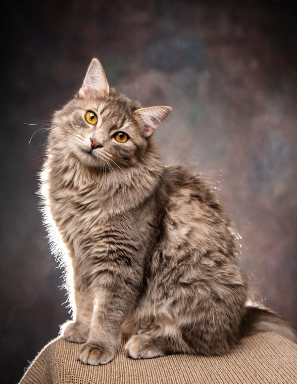 Pet example