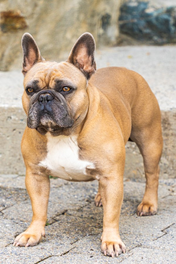 Pet example