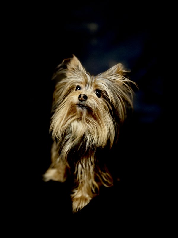 Pet example