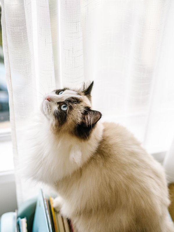 Pet example