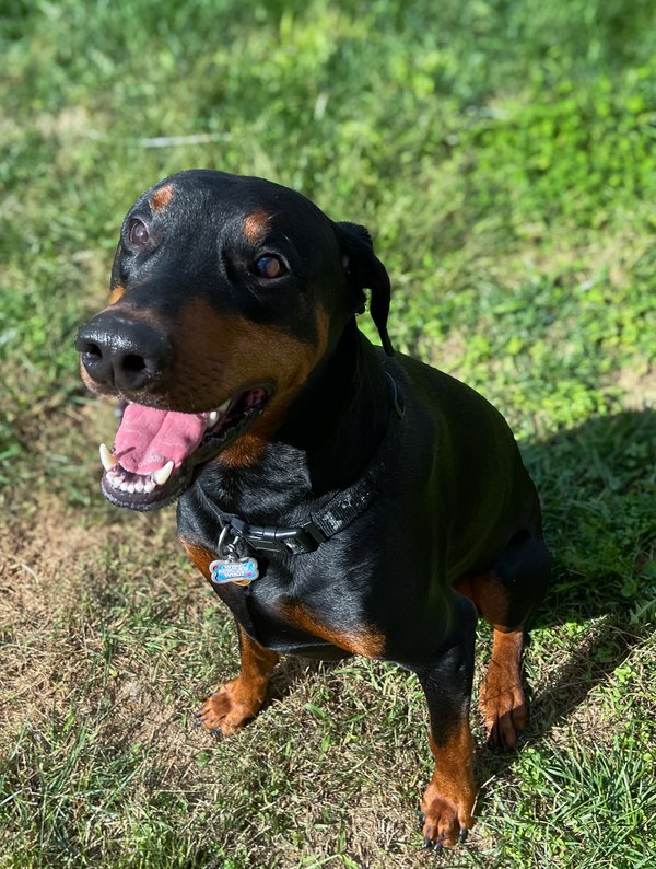 Pet example