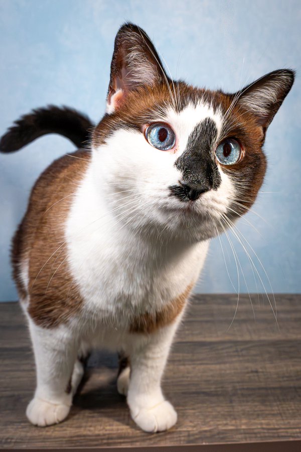 Pet example