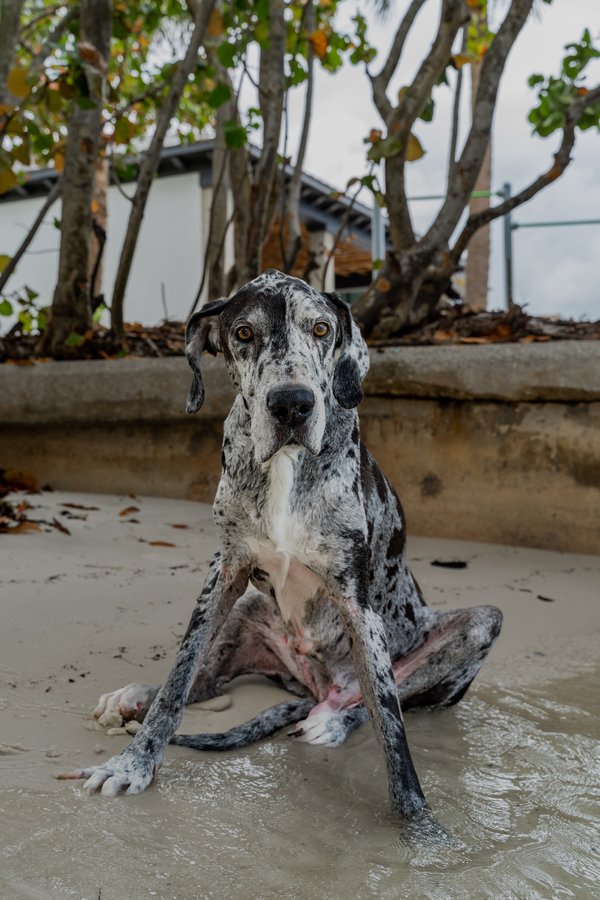 Pet example