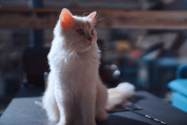 Pet example