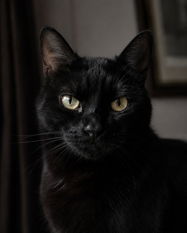 Pet example