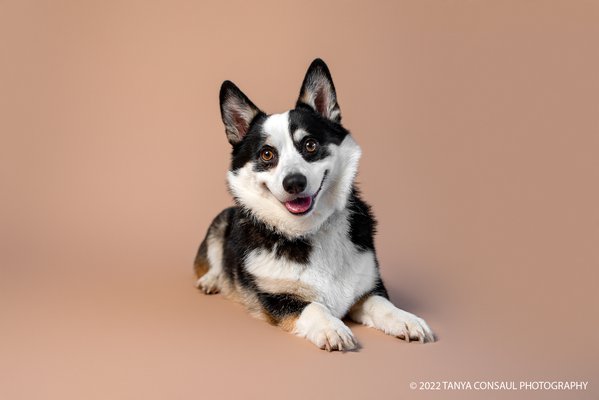 Pet example