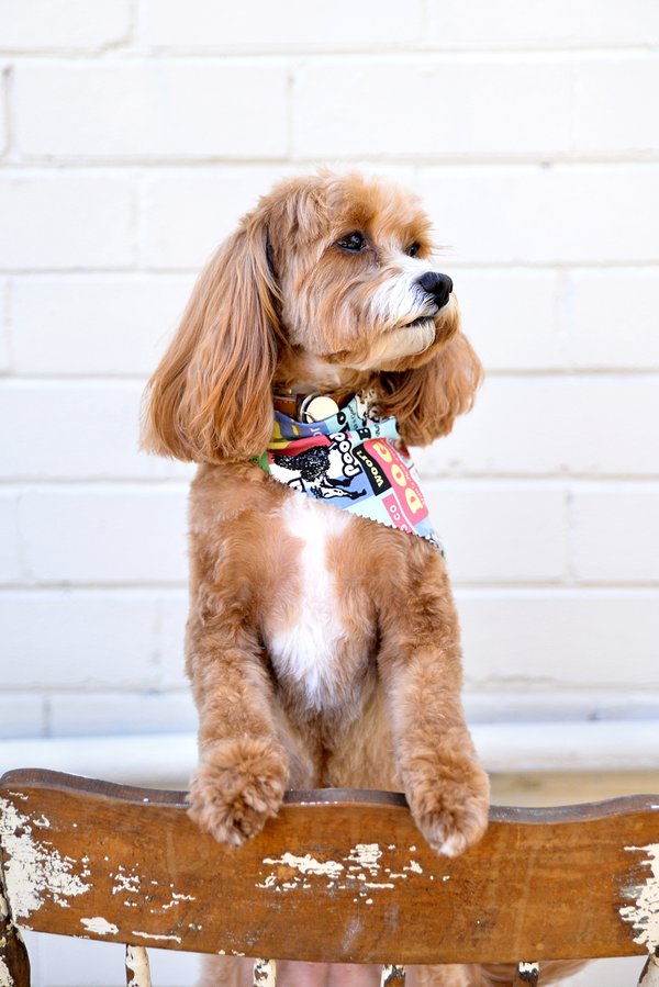 Pet example
