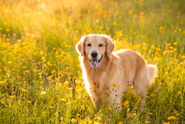 Pet example