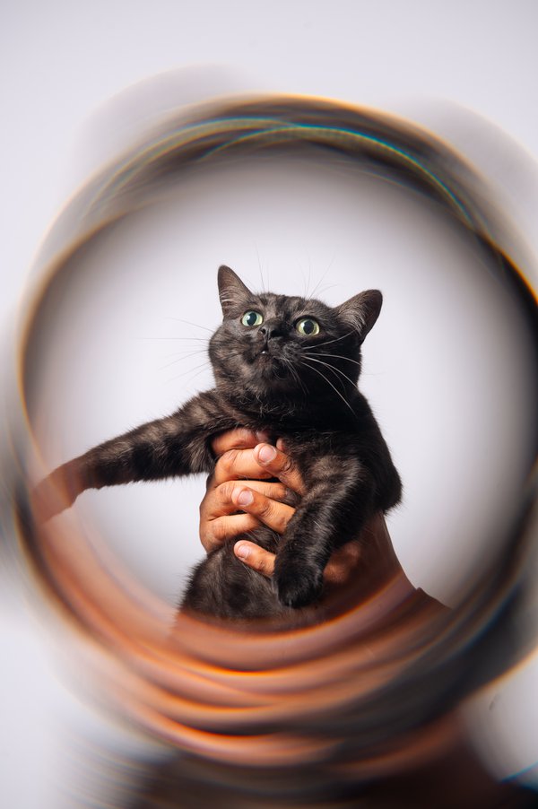Pet example