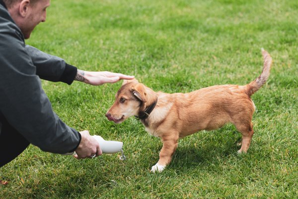 Pet example