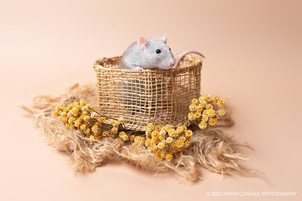 Pet example